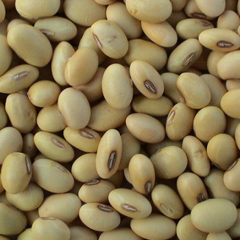 Soya Beans