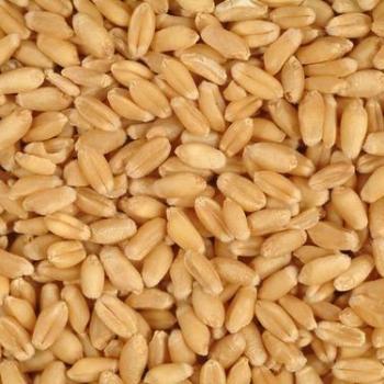 Wheat