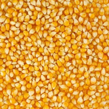 Yellow Maize